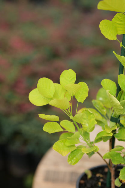 Cotinus Golden Spirit