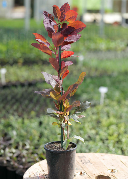 Potted plant with red and green leaves on a blurred garden background