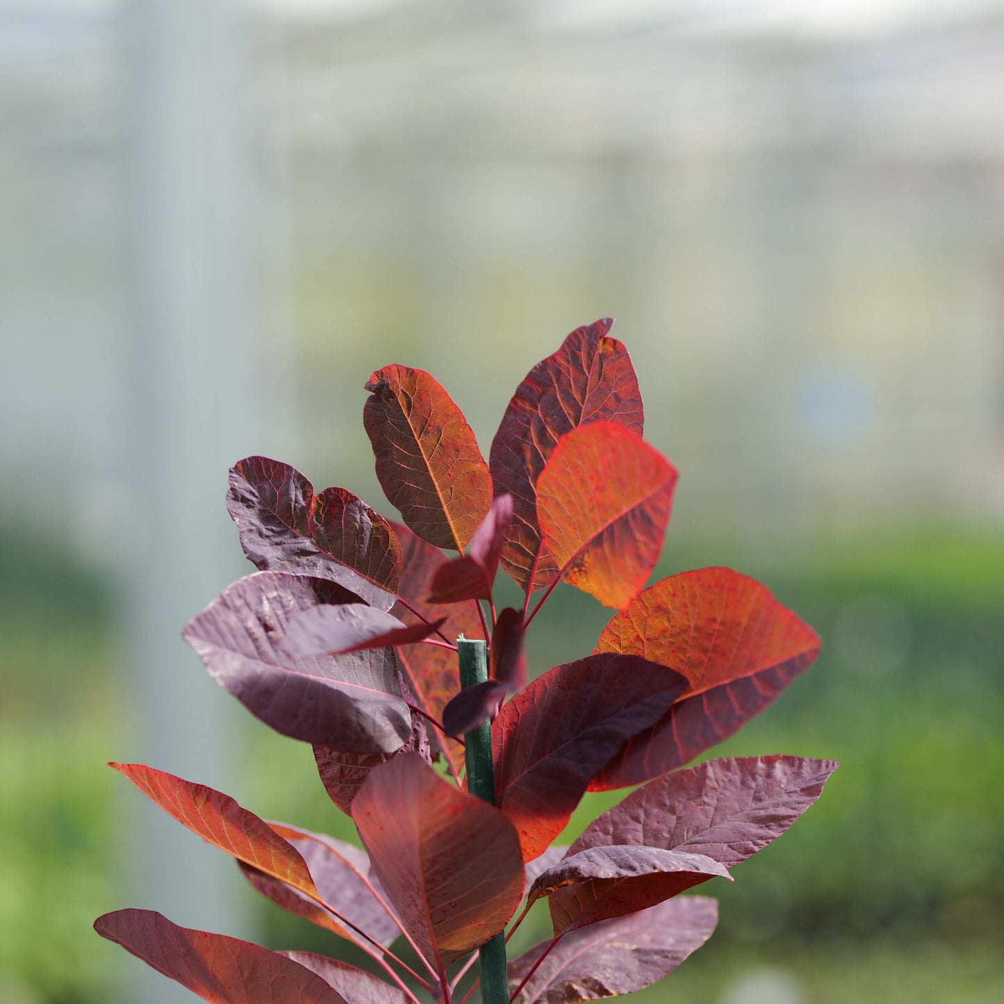 Close-up of a Cotinus Grace Smokebush with red and purple leaves against a blurred green background
