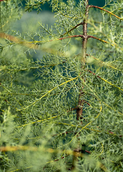 Cupressus Glabra Blue Ice