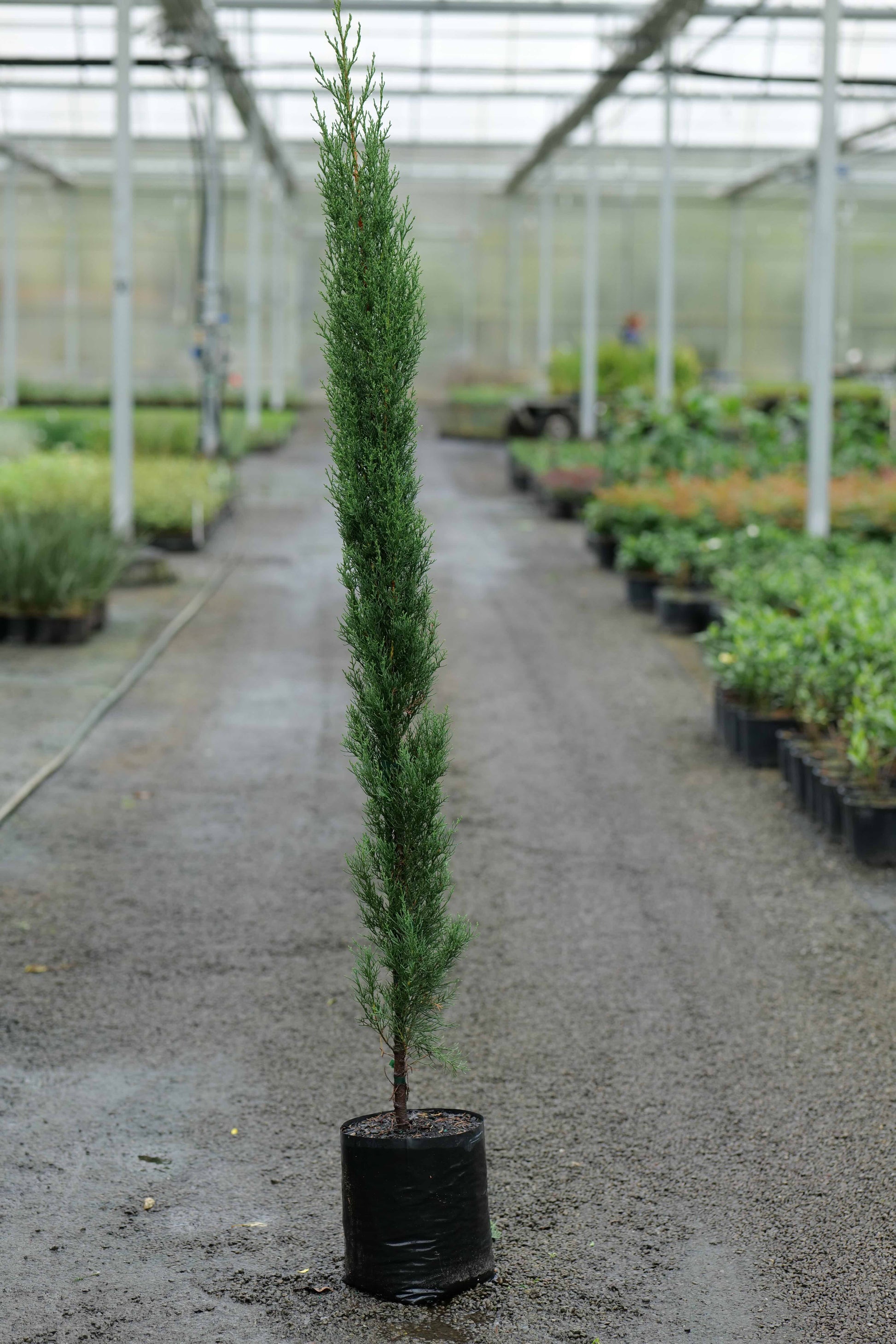 Conifer Sempervirens Glauca