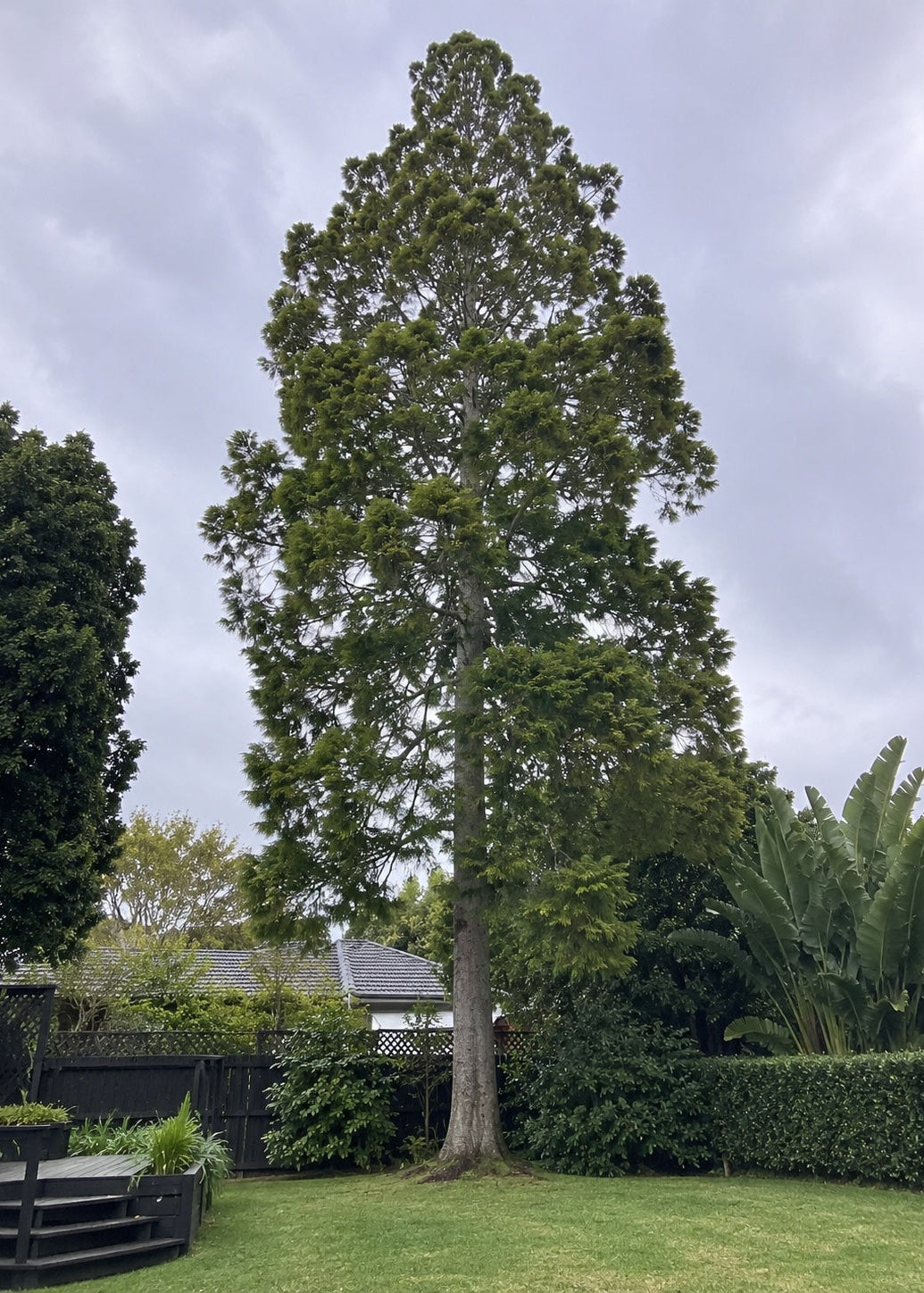 Tall Dacrycarpus dacrydioides n a garden with a cloudy sky