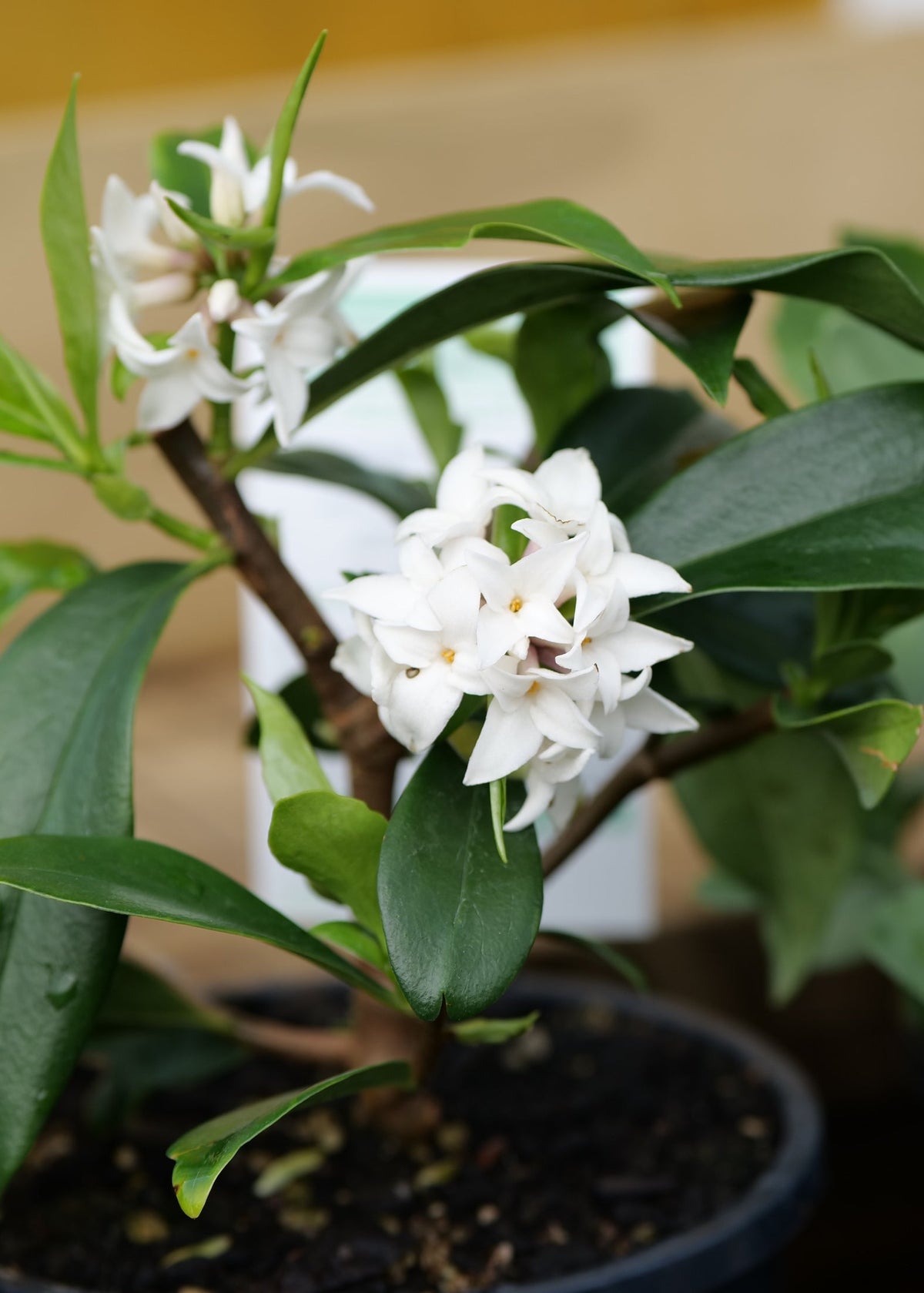 A potted white Daphne Perfume Princess flowering plant with glossy green leaves, shown in a black nursery pot with other green plants in the background.