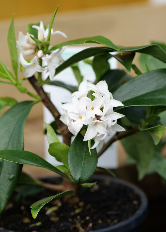 A potted white Daphne Perfume Princess flowering plant with glossy green leaves, shown in a black nursery pot with other green plants in the background.