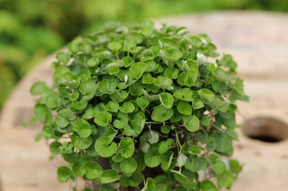 Dichondra Emerald Falls