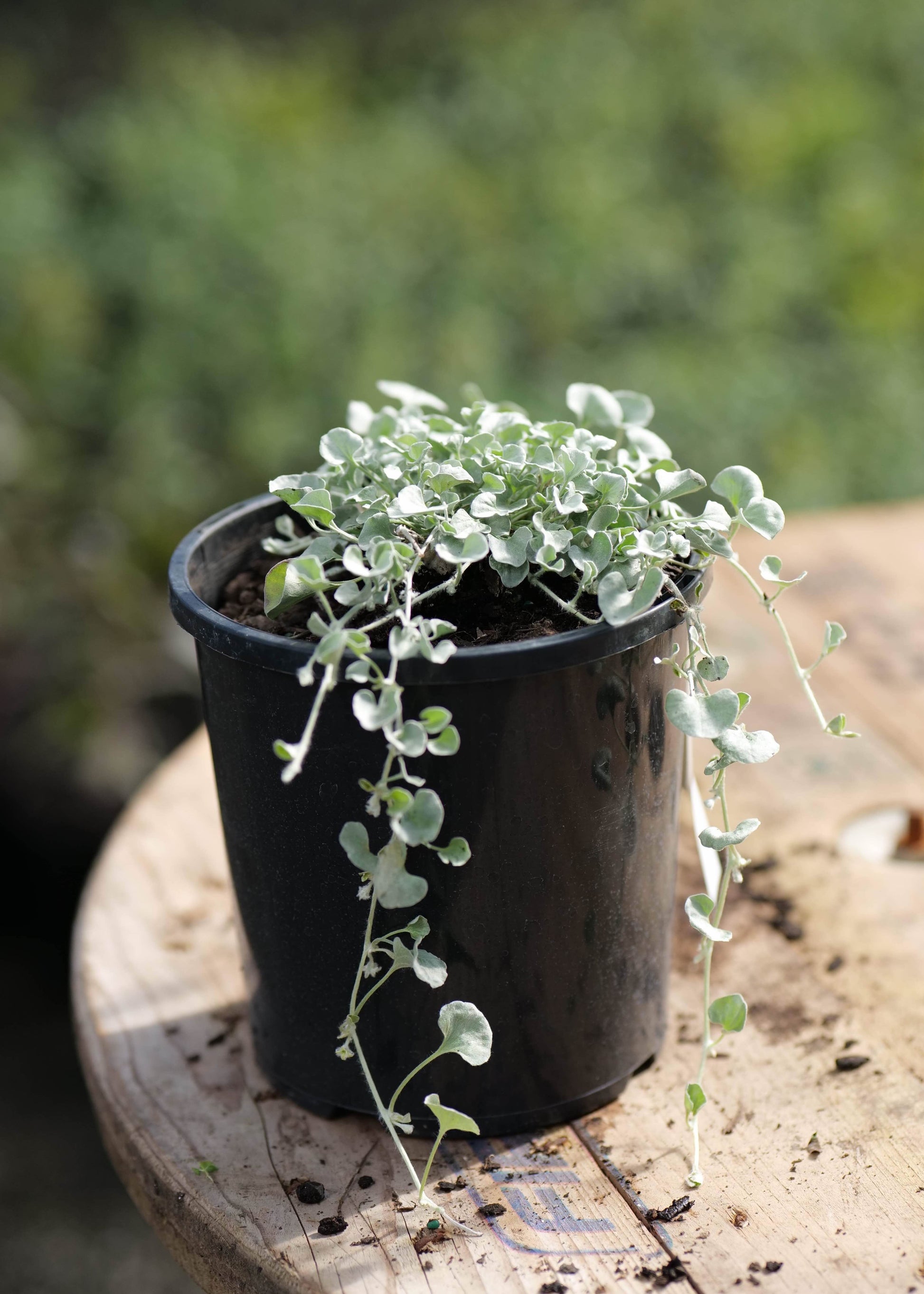 Small potted silver plant on a wooden surface with a blurred green background