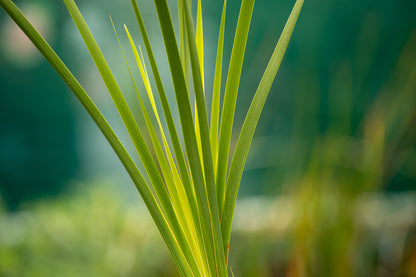 Dierama Alba