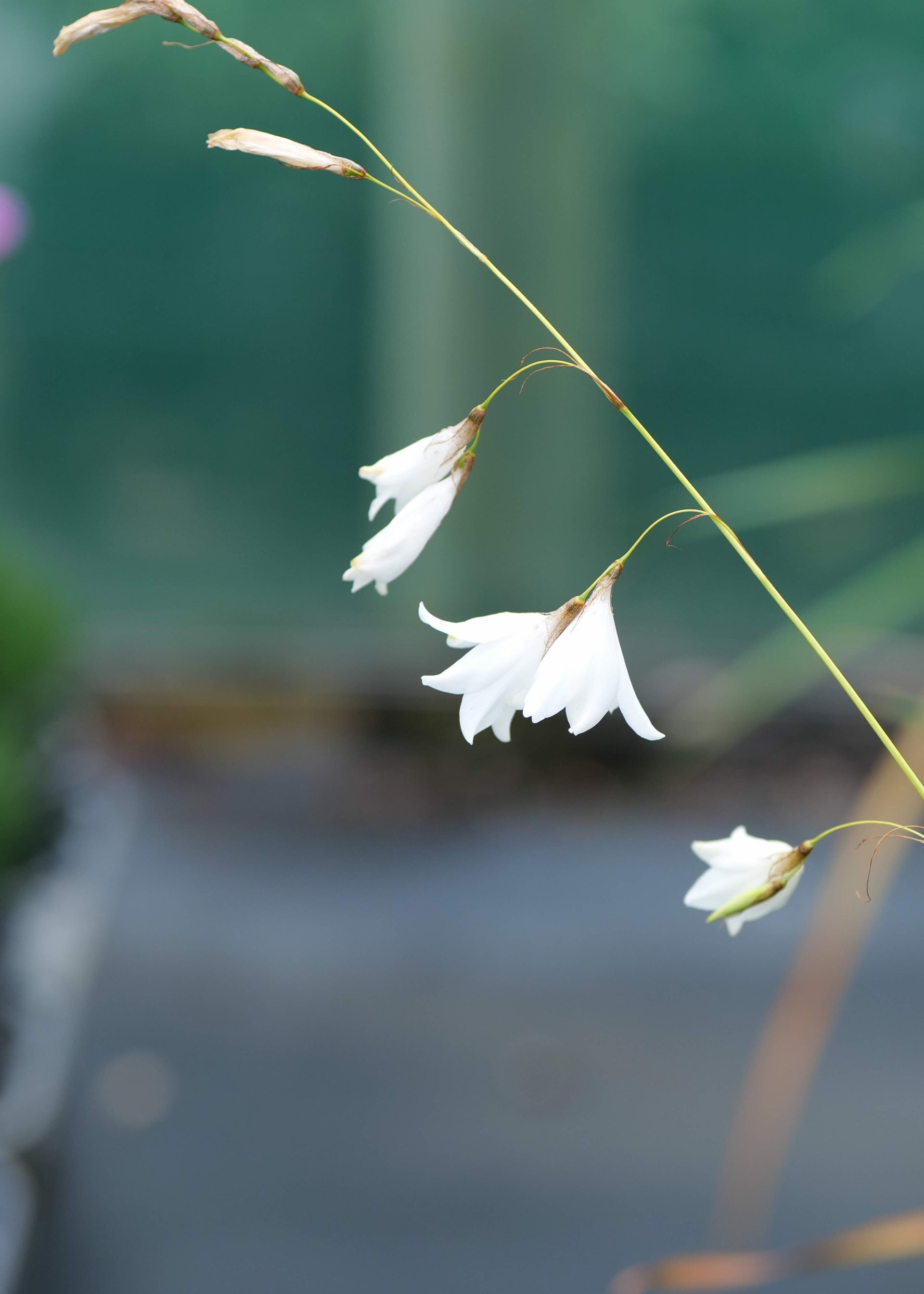 Buy Dierama alba