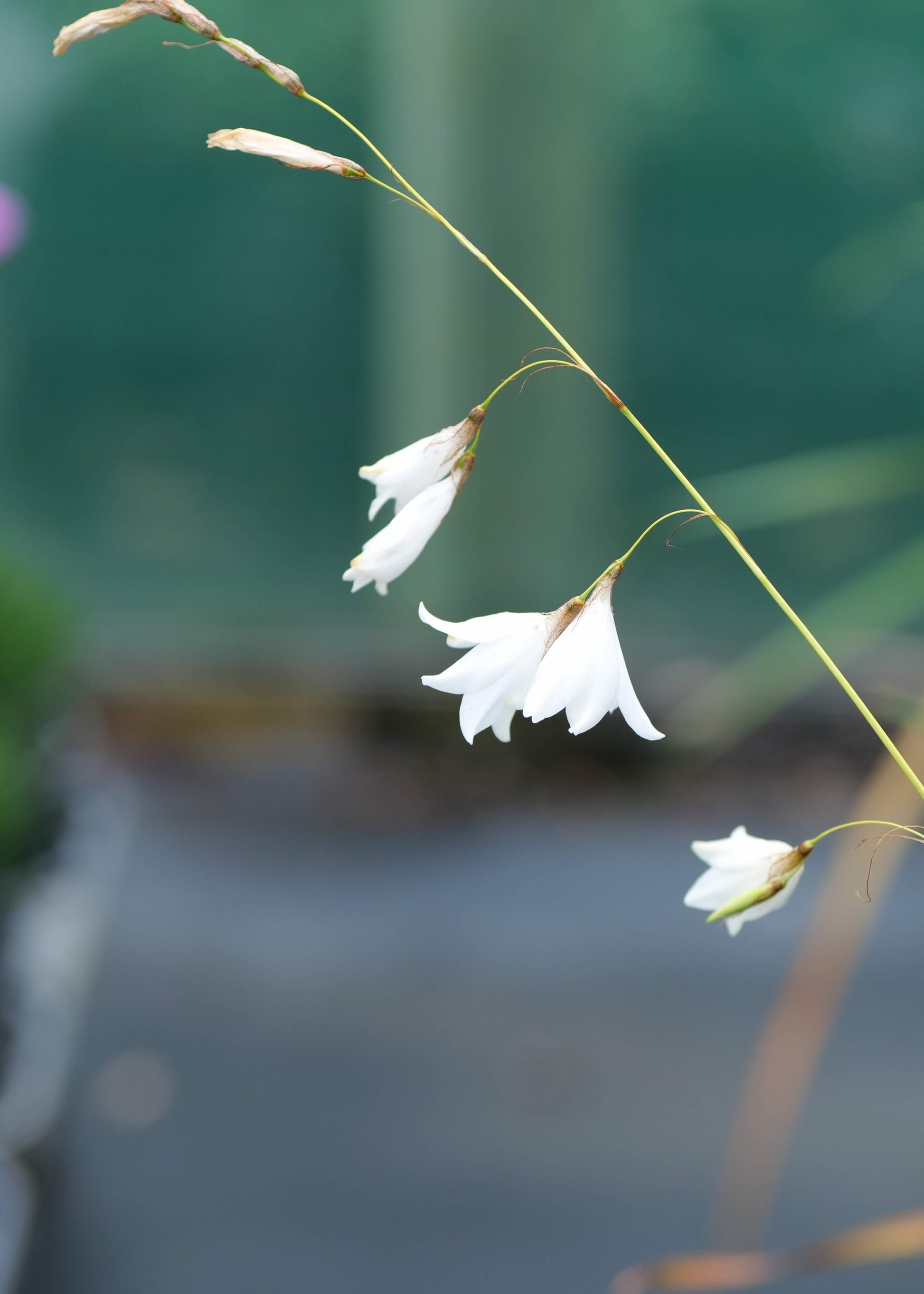 Dierama Alba