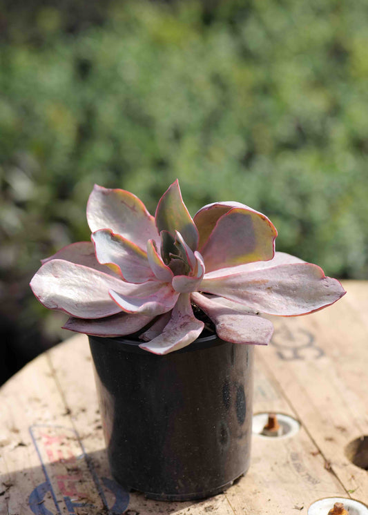 Pink succulent plant in a pot on a wooden surface with a blurred green background
