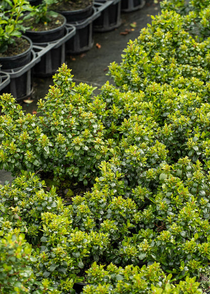 Escallonia Red Dream