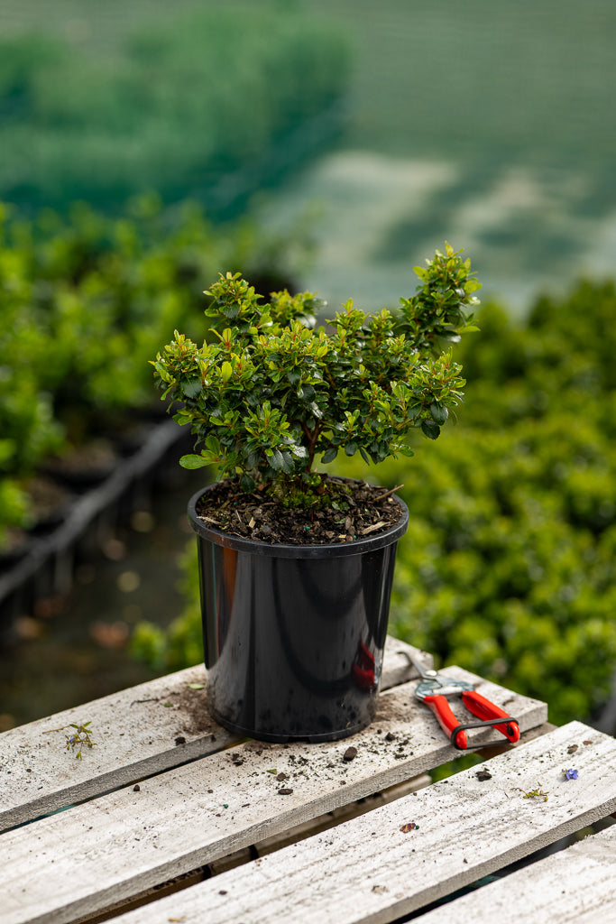 Escallonia Red Dream