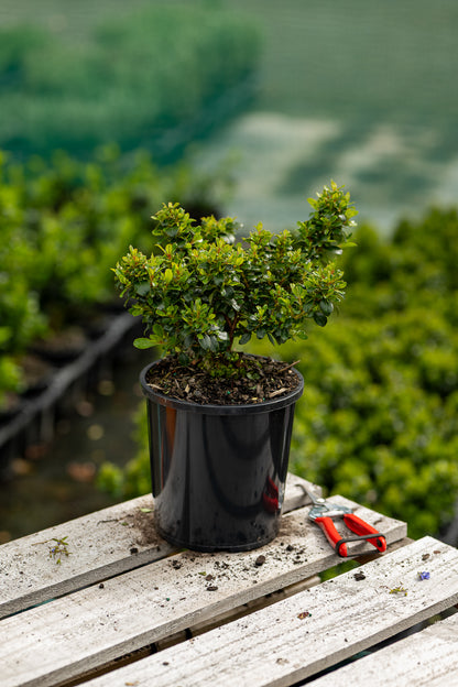 Escallonia Red Dream