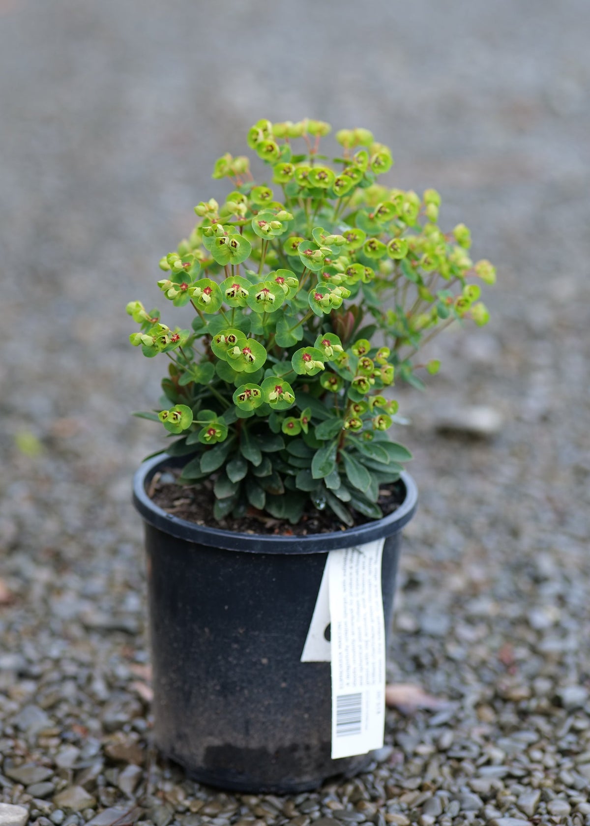 A small potted Euphorbia Martinii with green and yellow flowers in a black nursery pot, set on a gravel surface with a blurred background.