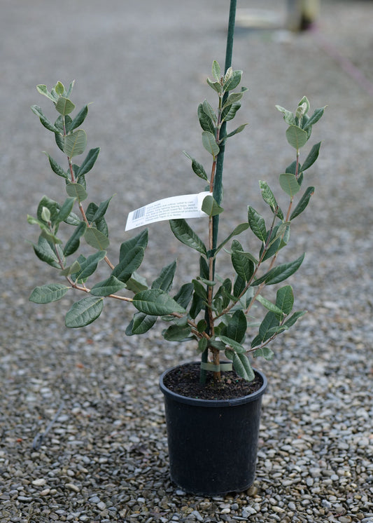 A Feijoa Tagan with green oval leaves and a thin dark support stake, sitting in a black nursery pot on a gravel surface outdoors.