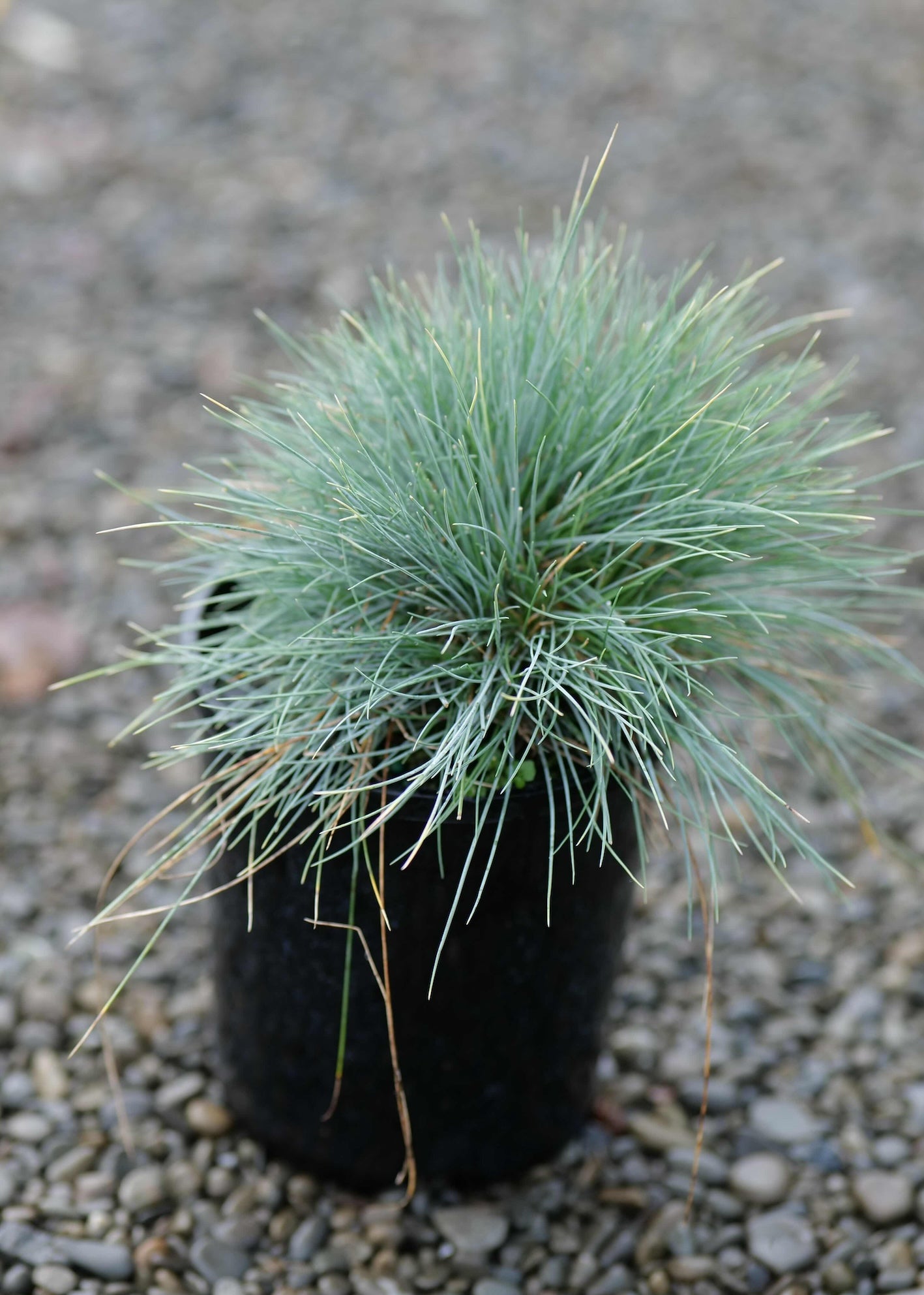 Blue silver foliage of Festuca Ovina Glauca  