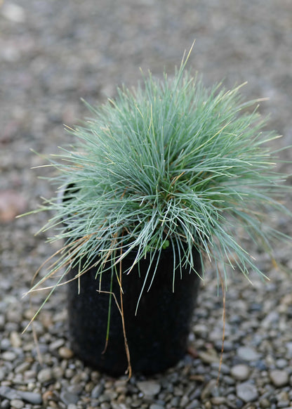 Blue silver foliage of Festuca Ovina Glauca  