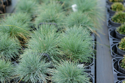 A group of Festuca Ovina Glauca grasses