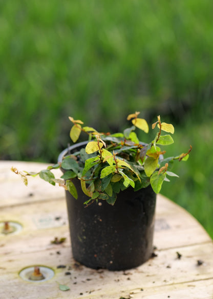 Ficus Pumila
