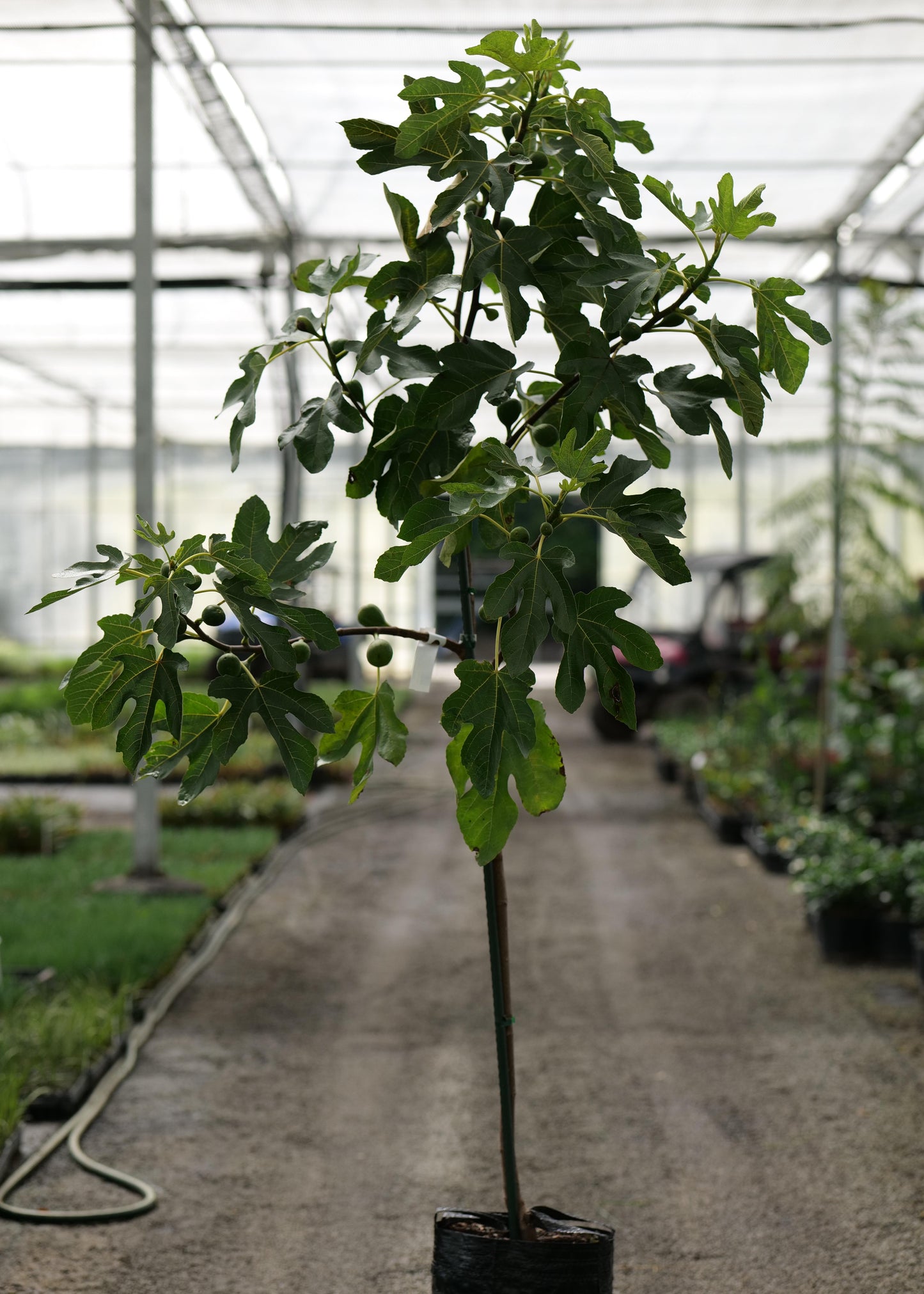 Potted fig tree in a greenhouse setting