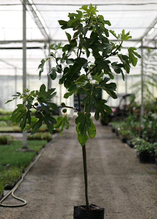 Potted fig tree in a greenhouse setting