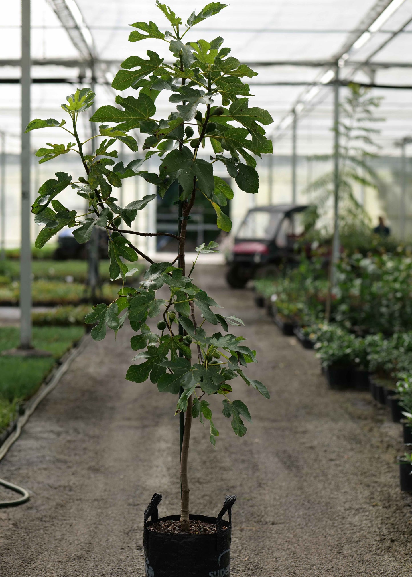 Potted plant of Fig Brunswick Tree in a greenhouse setting