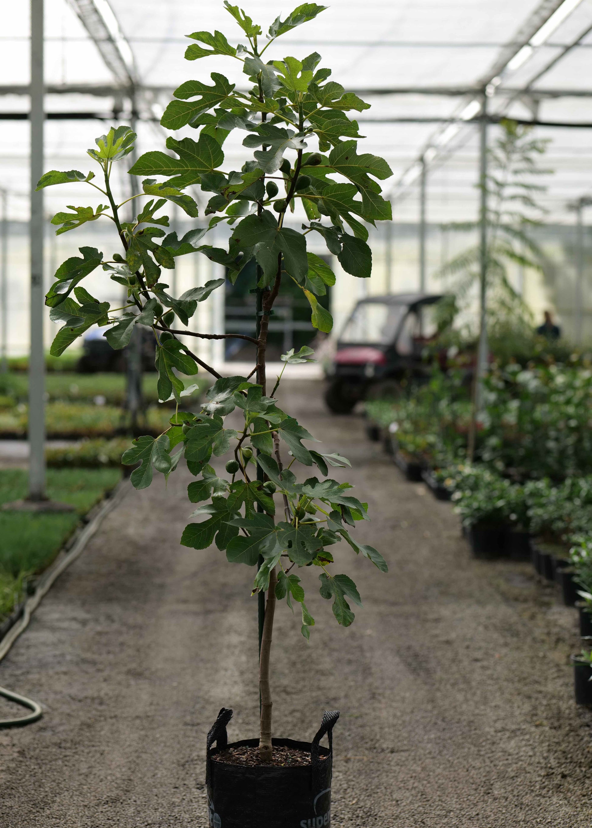 Potted plant of Fig Brunswick Tree in a greenhouse setting