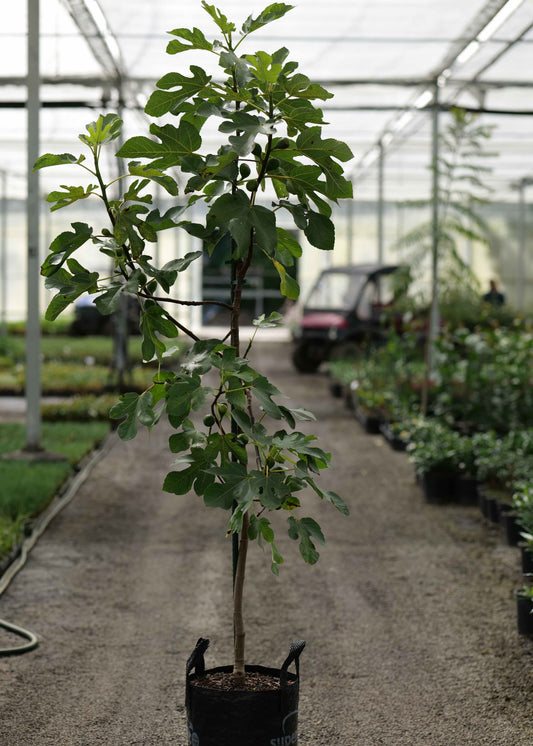 Potted plant of Fig Brunswick Tree in a greenhouse setting