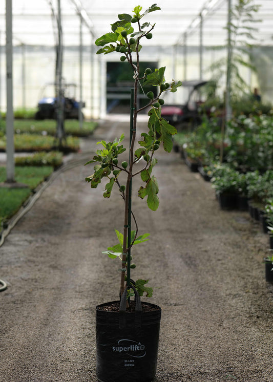 Fig French Sugar