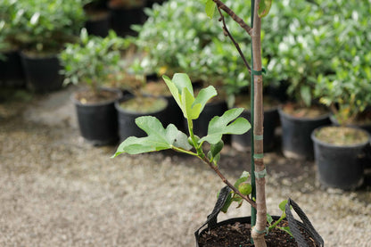 Fig French Sugar