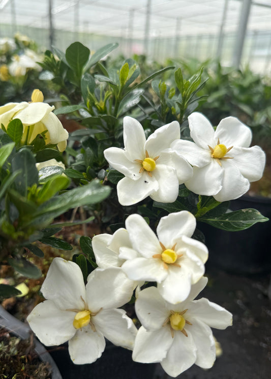 White flowers with yellow centers in a greenhouse setting