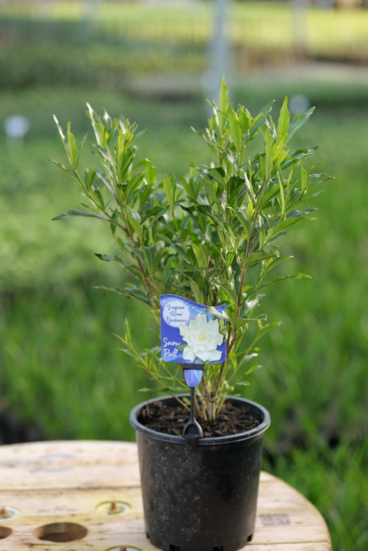 Potted plant of Gardenia J. ‘Snow Puff' in a black pot with a blurred background