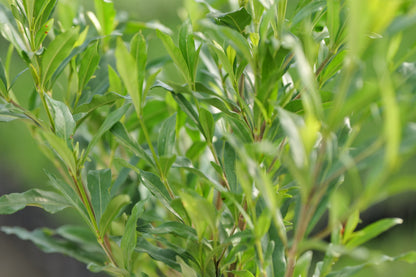 Close up of Gardenia Snow Puff leaves