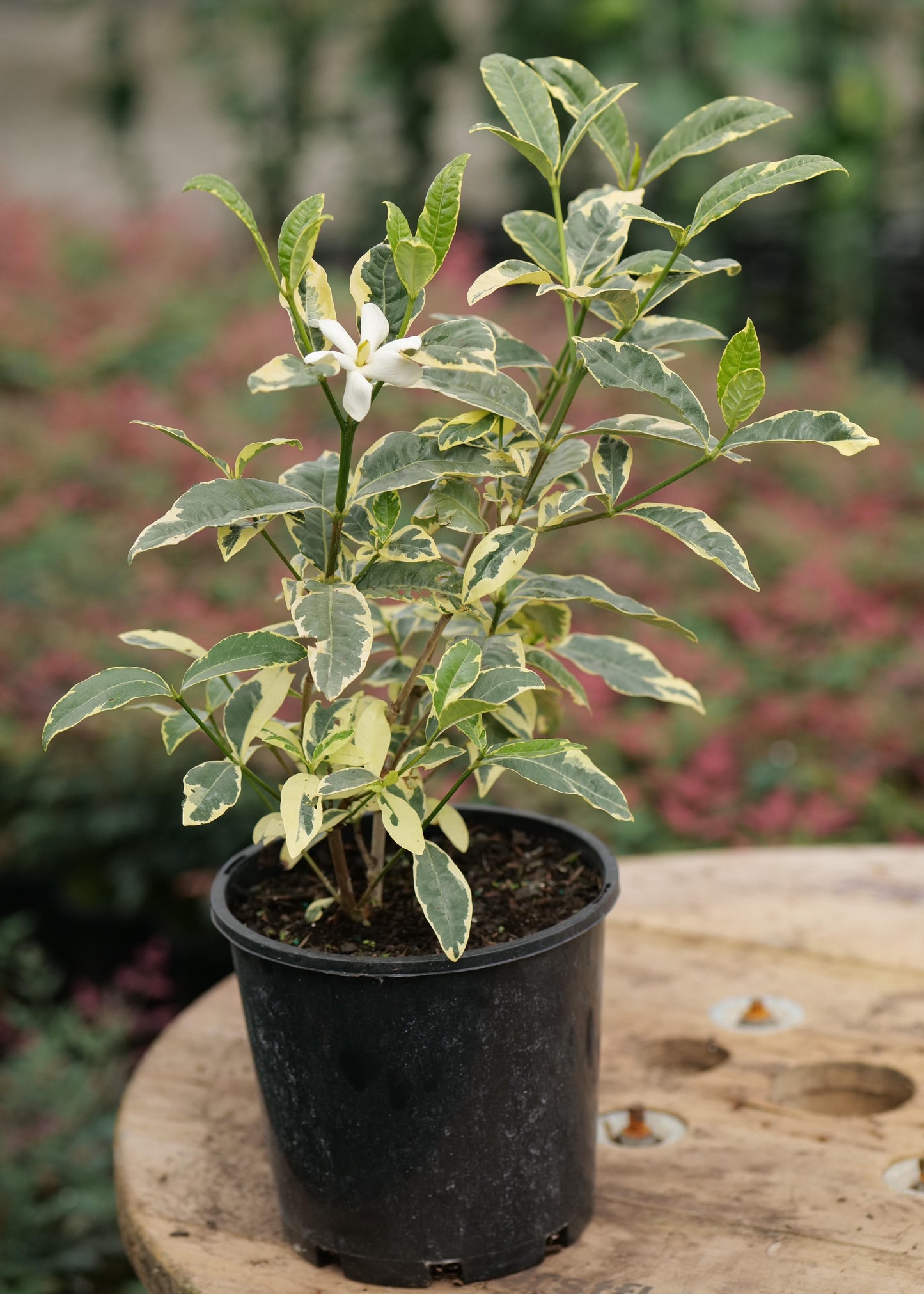 Potted plant with variegated leaves on a wooden surface with a blurred garden background