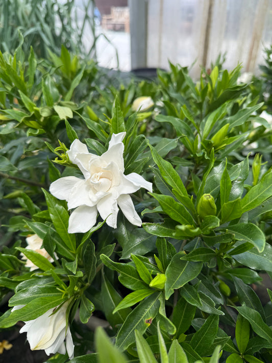 Gardenia Frost Proof