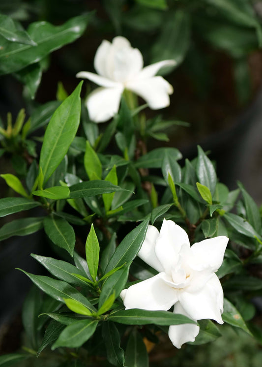 Gardenia J. ‘Frost Proof’ ™