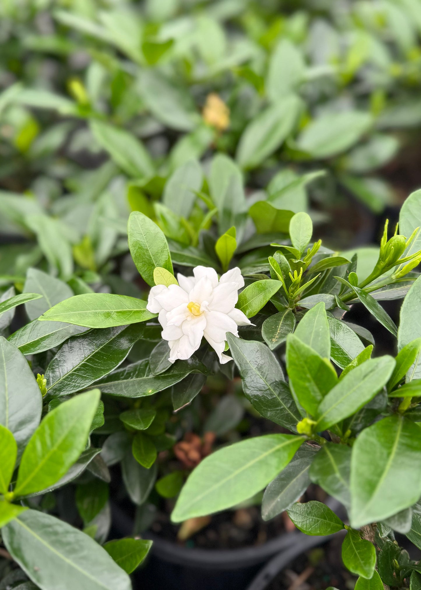 Gardenia J. ‘Snow Flurry’
