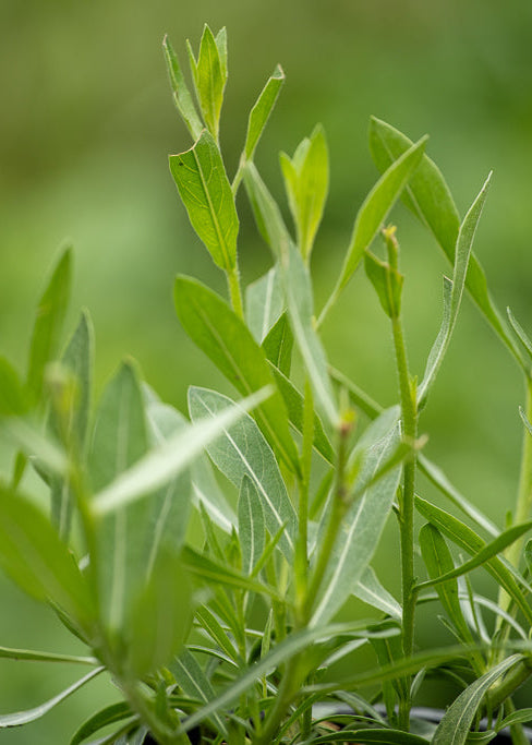 Gaura Lindheimeri 'So White'