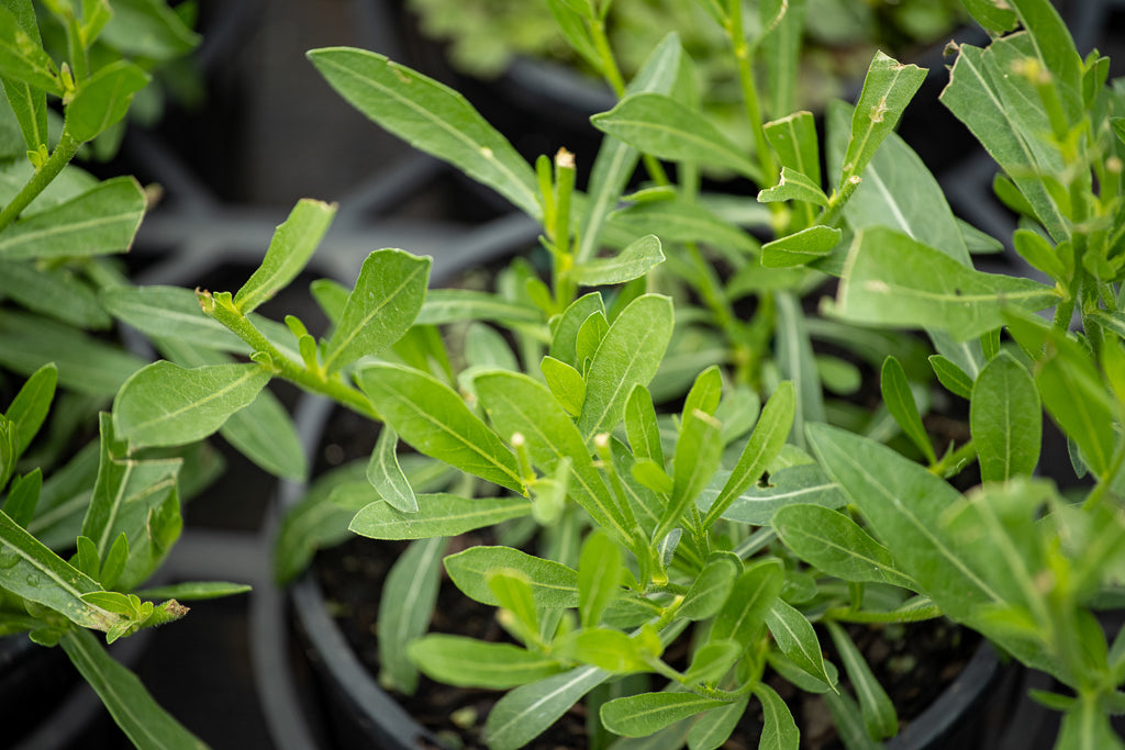 Gaura Lindheimeri 'So White'
