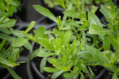 Gaura Lindheimeri 'So White'