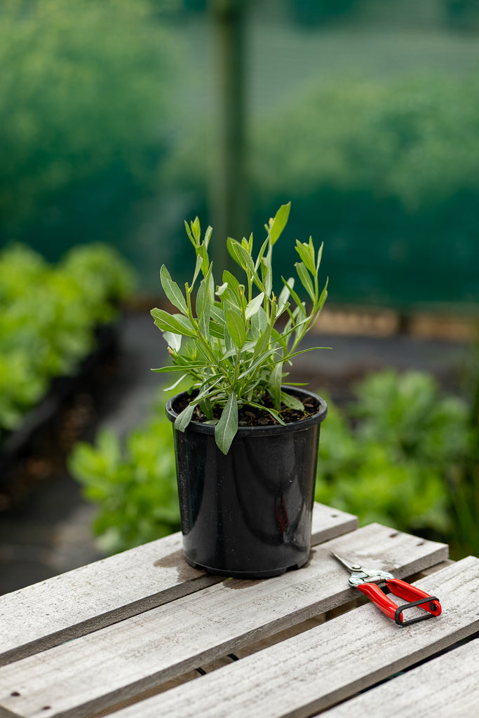 Gaura Lindheimeri 'So White'