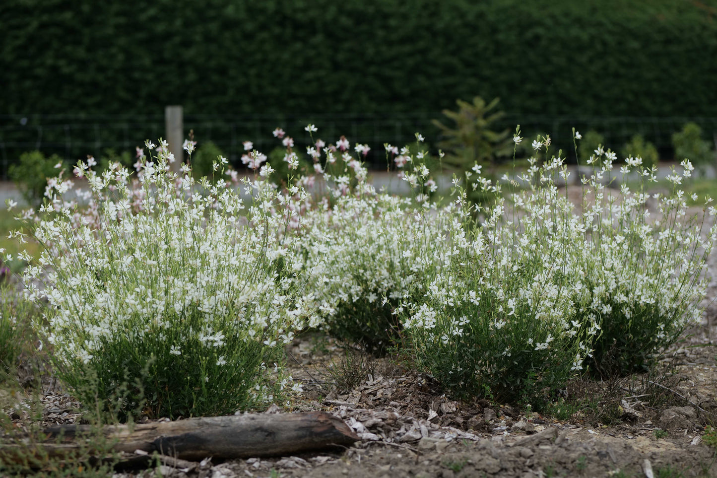 Gaura Lindheimeri 'So White'