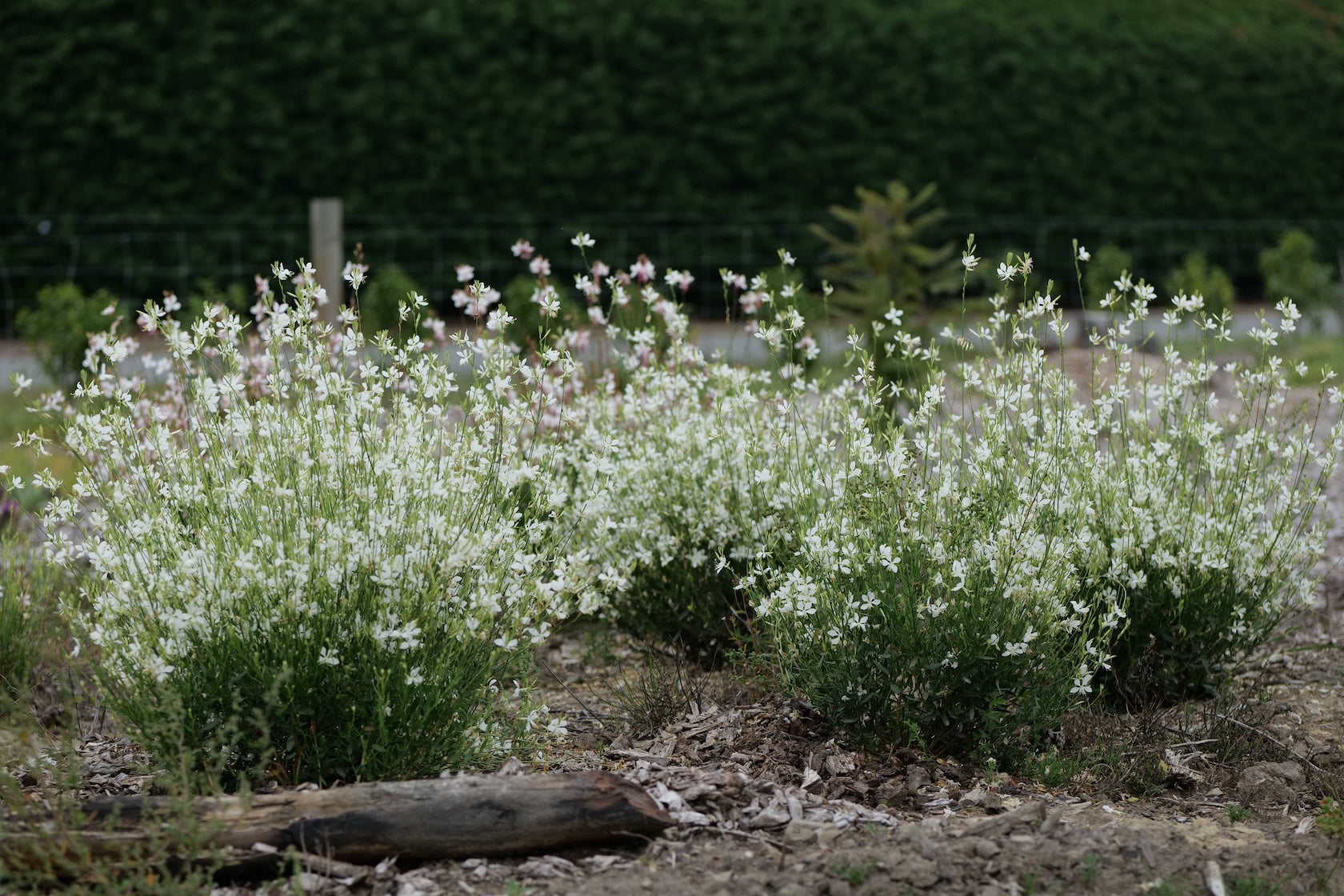 Gaura So White flowers in a garden setting with blurred background