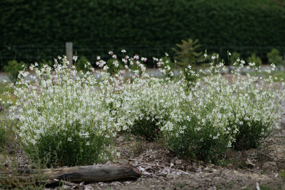 Gaura Lindheimeri 'So White'