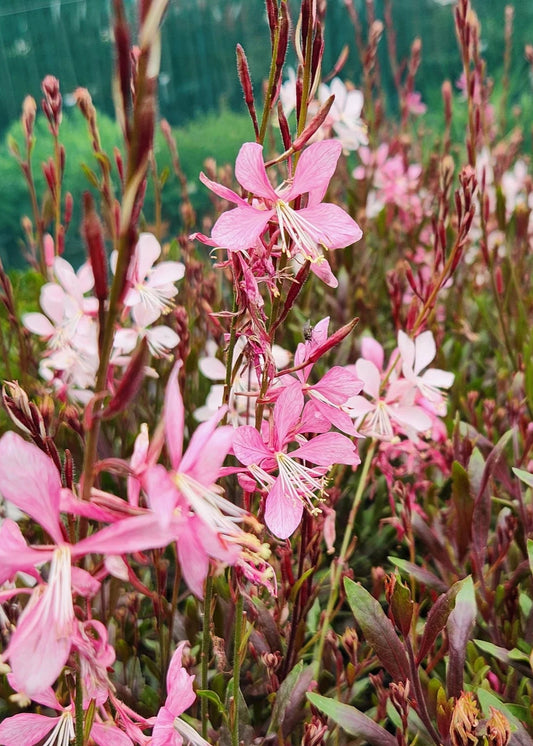 Gaura Pink Bouquet