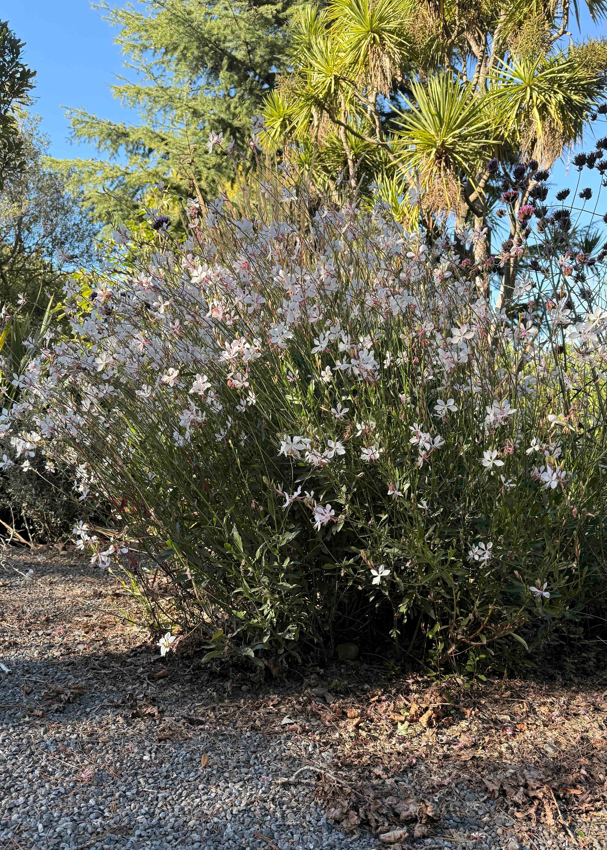 Gaura Sparkle White established in a gravel garden
