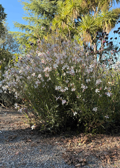 Gaura Sparkle White established in a gravel garden