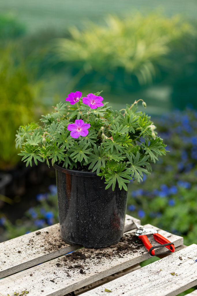 Geranium Tiny Monster