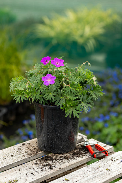 Geranium Tiny Monster