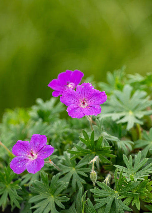 Geranium Tiny Monster – CJ's Plant Farm